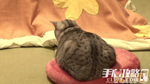现实版猫咪后院！吃吃睡睡就很治愈！