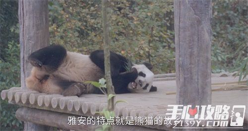 仙剑奇侠传4手游缘起雅安 熊猫情缘2