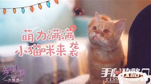 《梦间集天鹅座》萌宠玩法首曝 撸猫大作战2