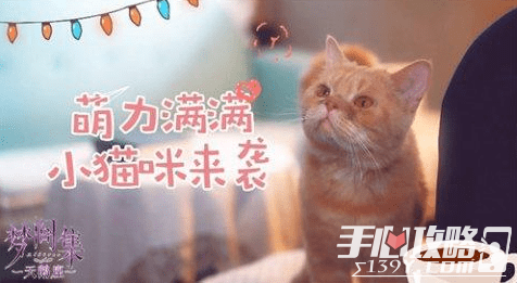 梦间集天鹅座宠物猫吸引收养方法2