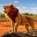 狮王狩猎生存